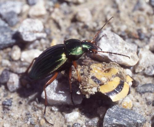 Carabus auratus